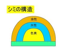 シミの構造
