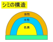 シミの構造